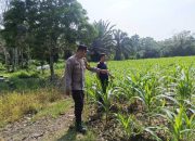 Bhabinkamtibmas Polsek Madang Suku I Tinjau Lahan Jagung di Lubuk Harjo, Pastikan Ketahanan Pangan Berjalan Optimal
