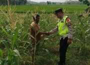 Polsek Madang Suku I Monitoring Lahan Jagung Warga, Dukung Ketahanan Pangan Nasional