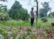 Kanit Bimas Polsek BP Peliung Pantau Lahan Jagung di Pemetung Basuki, Dukung Ketahanan Pangan Nasional