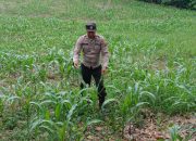 Kanit Bimas Polsek BP Peliung Tinjau Lahan Jagung di Bantan, Pastikan Program Pangan Berjalan Optimal