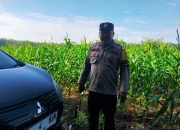 Cek Pertumbuhan Jagung di Negeri Agung, Bhabinkamtibmas Polsek BP Peliung Dorong Ketahanan Pangan