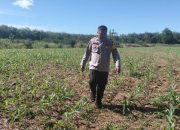Monitoring Rutin Lahan Jagung, Bhabinkamtibmas Polsek BP Peliung Aktif Dampingi Petani di Pulau Negara