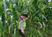 Polsek BP Peliung Perkuat Ketahanan Pangan, Bhabinkamtibmas Cek Lahan Jagung di Desa Bantan