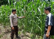Bhabinkamtibmas Polsek BP Peliung Intensifkan Monitoring Lahan Jagung di Banu Ayu