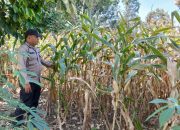 Bhabinkamtibmas Polsek BP Peliung Monitoring Lahan Jagung di Desa Bantan, Dorong Produktivitas Warga