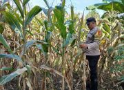 Bhabinkamtibmas Polsek BP Peliung Rutin Kontrol Lahan Jagung, Dukung Ketahanan Pangan Nasional