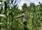 Kasium Polsek BP Peliung Gencarkan Monitoring Lahan Jagung di Bantan Pelita
