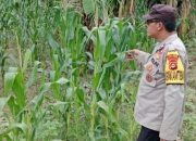 Rutin Turun ke Lahan, Aiptu Rusmiyadi Pastikan Pertumbuhan Jagung di Negeri Agung Jaya Optimal