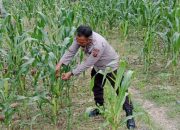 Polsek BP Peliung Perkuat Ketahanan Pangan, Aiptu Rusmiyadi Rutin Pantau Pertumbuhan Jagung di Desa Negeri Agung