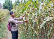 Kanit Bimas Polsek BP Peliung Intensif Pantau Pertumbuhan Jagung di Lahan Ketahanan Pangan