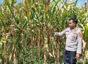 Kanit Bimas Polsek BP Peliung Intensif Pantau Pertumbuhan Jagung, Dukung Ketahanan Pangan Nasional