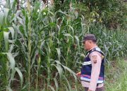 Bhabinkamtibmas Polsek BP Peliung Aktif Pantau Pertumbuhan Jagung, Dukung Ketahanan Pangan Nasional