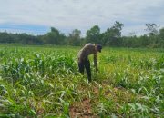 Bhabinkamtibmas Polsek BP Peliung Intensif Pantau Pertumbuhan Jagung di Lahan Ketahanan Pangan