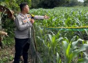 Dukung Program Ketahanan Pangan, Bhabinkamtibmas Polsek Madang Suku I Monitoring Lahan Jagung Warga