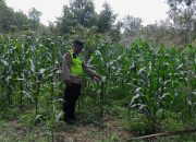 Polsek Belitang II Cek Ketahanan Pangan, Lahan Jagung Warga di Purworejo Jadi Sorotan