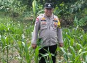 Bhabinkamtibmas Polsek BP Peliung Pantau Lahan Jagung di Negeri Agung, Optimalkan Program Ketahanan Pangan