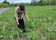Bhabinkamtibmas Polsek BP Peliung Tinjau Lahan Jagung di Banu Ayu, Dorong Ekonomi Warga