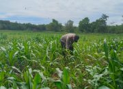 Bhabinkamtibmas Polsek BP Peliung Aktif Kontrol Lahan Jagung di Desa Saung, Perkuat Ketahanan Pangan