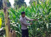 Monitoring Pagi Hari, Kanit Binmas Polsek BP Peliung Tinjau Lahan Jagung di Bantan Pelita