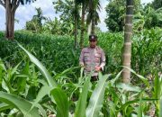 Pantau Lahan Jagung di Negeri Agung Jaya, Kanit Binmas Polsek BP Peliung Pastikan Program Pangan Berjalan Optimal