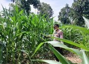 Kasium Polsek BP Peliung Monitoring Lahan Jagung di Desa Saung, Dorong Pemanfaatan Lahan Kosong
