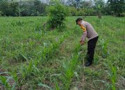 Bhabinkamtibmas Polsek BP Peliung Rutin Pantau Lahan Jagung, Dukung Ketahanan Pangan Nasional