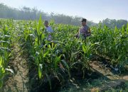 Bhabinkamtibmas Polsek Madang Suku I Cek Lahan Jagung Warga di Lubuk Harjo