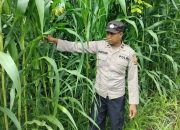 Pagi Hari, Kanit Bimas Polsek BP Peliung Lakukan Monitoring Jagung di Desa Bantan
