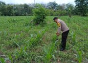 Monitoring Rutin di Desa Banu Ayu, Bhabinkamtibmas Polsek BP Peliung Pastikan Jagung Tumbuh Optimal