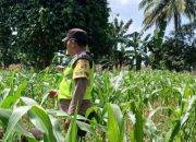 Bhabinkamtibmas Polsek BP Peliung Aktif Dampingi Warga Pantau Pertumbuhan Jagung di Desa Bantan Pelita