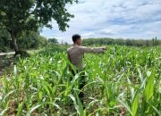 Kanit Bimas Polsek BP Peliung Intensif Pantau Pertumbuhan Jagung di Lahan Ketahanan Pangan