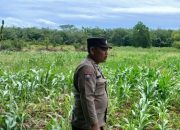 Anggota Polsek BP Peliung Gencarkan Pemantauan Lahan Jagung, Dorong Produktivitas Warga