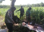 Bhabinkamtibmas Polsek BP Peliung Intensif Pantau Pertumbuhan Jagung di Lahan Ketahanan Pangan