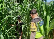 Bhabinkamtibmas Polsek BP Peliung Pantau Lahan Jagung di Desa Bantan, Dorong Produktivitas Warga