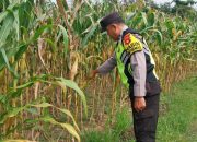 Polsek Madang Suku I Monitoring Lahan Jagung Warga, Dukung Program Ketahanan Pangan