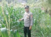 Polsek Belitang II Lakukan Pengecekan Ketahanan Pangan, Lahan Jagung Warga Jadi Sorotan