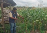 Bhabinkamtibmas Polsek Belitang II Tinjau Lahan Jagung Warga di Purworejo