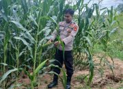 Konsisten Dampingi Petani, Kanit Bimas Polsek BP Peliung Cek Pertumbuhan Jagung di Desa Bantan Pelita