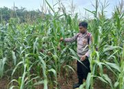Pantau Sejak Pagi, Kanit Bimas Polsek BP Peliung Pastikan Pertumbuhan Jagung di Lahan Ketahanan Pangan Optimal