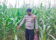 Kanit Bimas Polsek BP Peliung Intensifkan Kontrol Lahan Jagung, Dukung Ketahanan Pangan Nasional