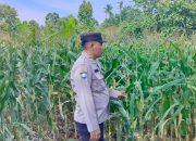 Aiptu Rusmiyadi Tinjau Lahan Jagung di Negeri Pakuan, Dorong Produktivitas Pertanian Warga