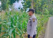 Polsek BP Peliung Optimalkan Lahan Kosong di Negeri Agung Jaya, Pantau Intensif Pertumbuhan Jagung