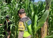 Monitoring Lahan Jagung di Banu Ayu, Bhabinkamtibmas BP Peliung Perkuat Ketahanan Pangan Desa