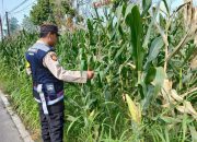 Bhabinkamtibmas Polsek BP Peliung Intensifkan Monitoring Lahan Jagung untuk Dukung Ketahanan Pangan Nasional
