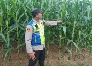 Bhabinkamtibmas Polsek Madang Suku I Tinjau Lahan Jagung Warga di Harjomulyo Jaya