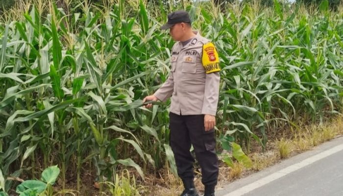 Bhabinkamtibmas Polsek BP Peliung Aktif Dampingi Warga, Pantau Pertumbuhan Jagung di Desa Banu Mas