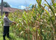 Dukung Ketahanan Pangan, Kanit Bimas Polsek BP Peliung Rutin Kontrol Lahan Jagung Warga