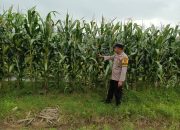Bhabinkamtibmas Polsek Madang Suku I Lakukan Monitoring Lahan Jagung Warga Dukung Ketahanan Pangan