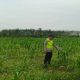Bhabinkamtibmas Polsek Belitang II Dampingi Petani Kembangkan Jagung di OKU Timur