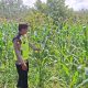 Bhabinkamtibmas Polsek Belitang II Cek Lahan Jagung Warga, Dukung Program Ketahanan Pangan